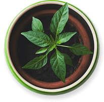 Services Potted Plant 1 1